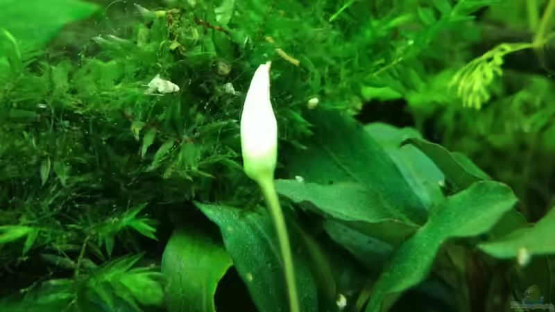 Pflanzen im Aquarium Becken 34170 von Heike Fuchs (17)