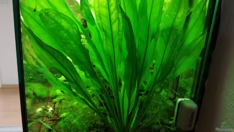 Pflanzen im Aquarium Becken 34170 von Heike Fuchs (18)