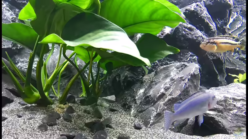 Pflanzen im Aquarium Becken 34206 von Boeri (4)