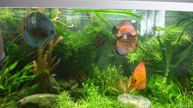 Pflanzen im Aquarium Becken 34244 -Ehemaliges Diskusbecken - von Grünhexe (46)