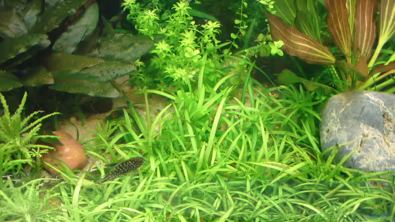 Pflanzen im Aquarium Becken 34244 -Ehemaliges Diskusbecken - von Grünhexe (55)