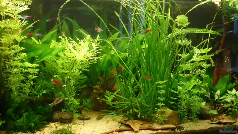 Pflanzen im Aquarium Becken 34244 -Ehemaliges Diskusbecken - von Grünhexe (56)