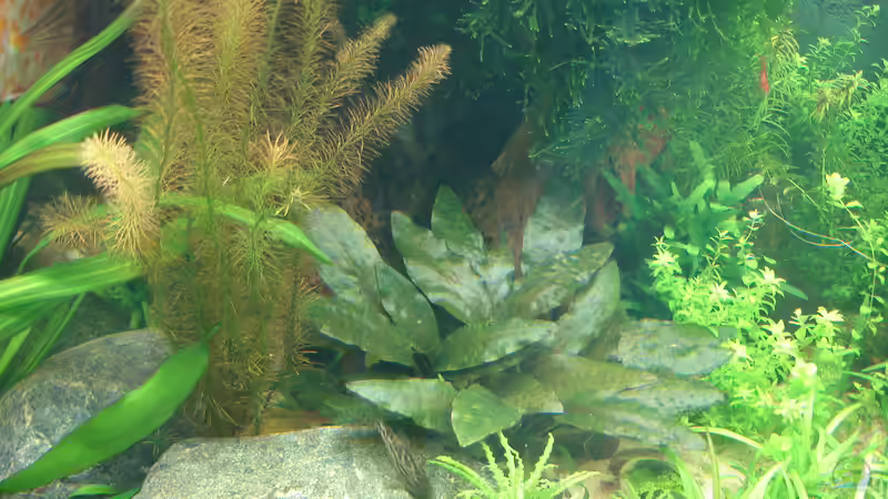 Pflanzen im Aquarium Becken 34244 -Ehemaliges Diskusbecken - von Grünhexe (57)