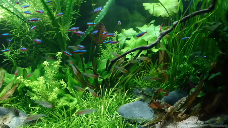 Pflanzen im Aquarium Becken 34244 -Ehemaliges Diskusbecken - von Grünhexe (62)