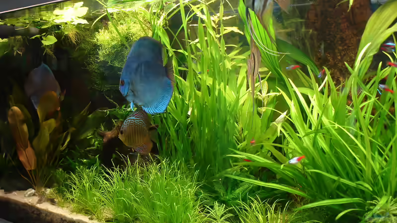 Pflanzen im Aquarium Becken 34244 -Ehemaliges Diskusbecken - von Grünhexe (65)