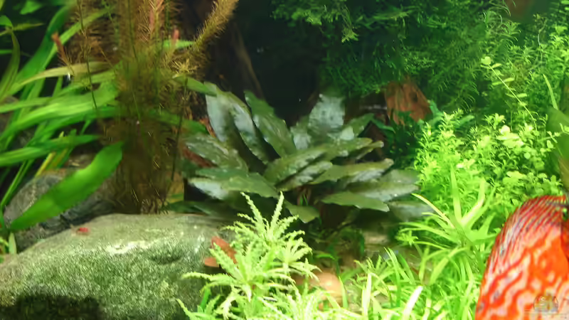 Pflanzen im Aquarium Becken 34244 -Ehemaliges Diskusbecken - von Grünhexe (66)