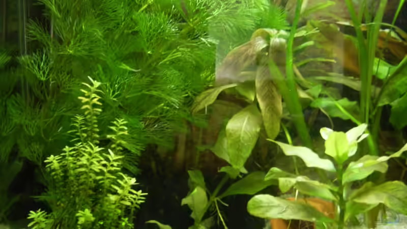 Pflanzen im Aquarium Becken 3425 von Carsten Meyborg (3)