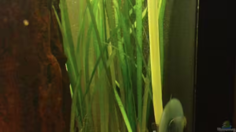 Pflanzen im Aquarium Becken 3434 von Jens Hug (5)