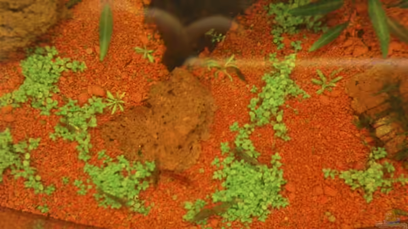 Pflanzen im Aquarium Becken 3434 von Jens Hug (6)