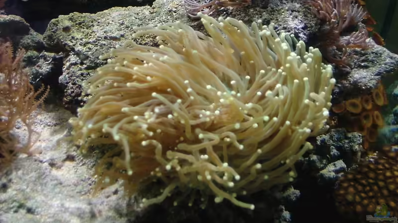 Pflanzen im Aquarium Becken 3444 von Markus Schwally (5)