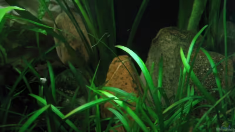 Pflanzen im Aquarium Becken 3444 von Markus Schwally (7)