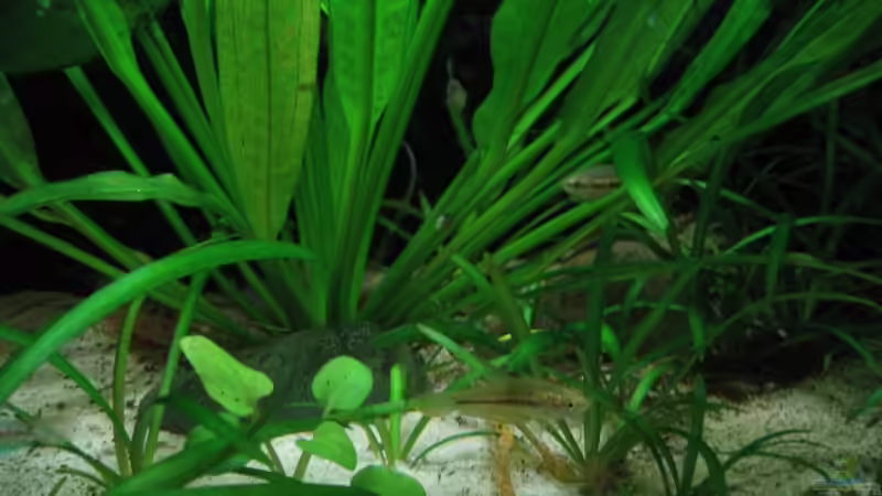 Pflanzen im Aquarium Becken 3444 von Markus Schwally (8)