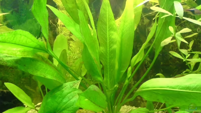 Pflanzen im Aquarium Becken 3447 von Jonas Thiel (6)