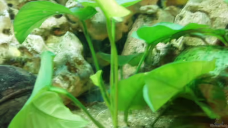 Pflanzen im Aquarium Becken 3464 von Michael Messenlehner (3)