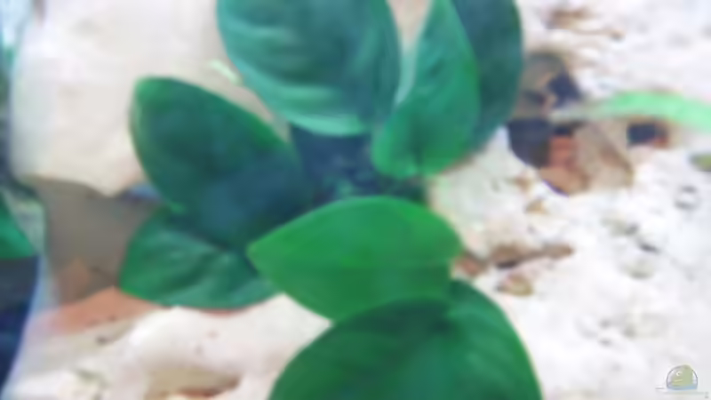 Pflanzen im Aquarium Becken 3464 von Michael Messenlehner (4)