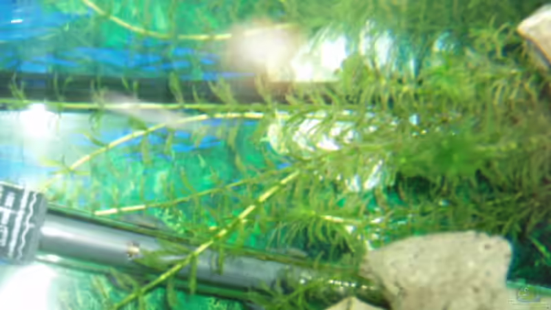 Pflanzen im Aquarium Becken 3464 von Michael Messenlehner (6)
