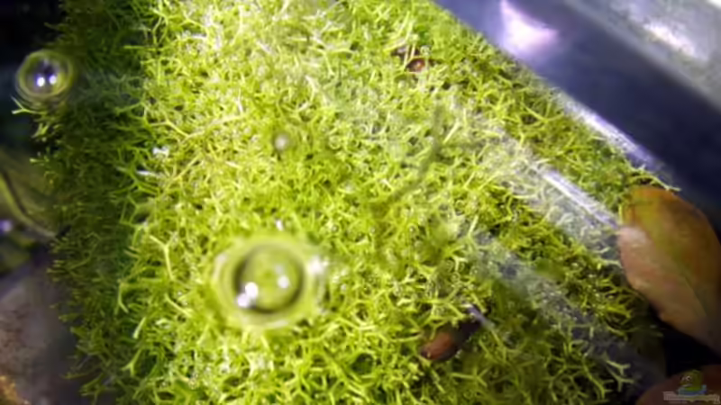 Pflanzen im Aquarium Becken 3466 von Joachim Stoner (9)