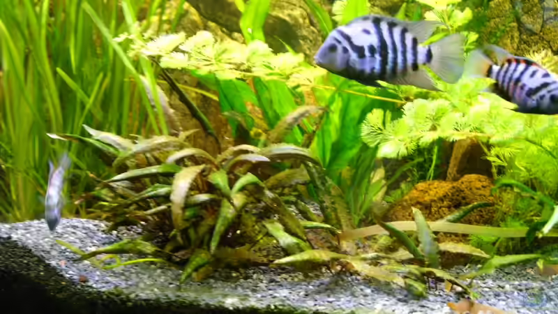 Pflanzen im Aquarium Becken 3477 von Guido Lauck (5)