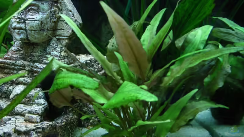 Pflanzen im Aquarium Becken 3479 von Carsten Meyborg (2)