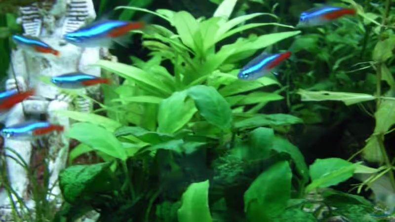 Pflanzen im Aquarium Becken 3479 von Carsten Meyborg (3)