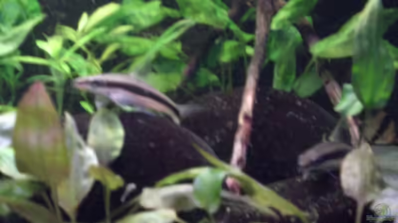 Pflanzen im Aquarium Becken 3483 von Sören Gebhardt (10)