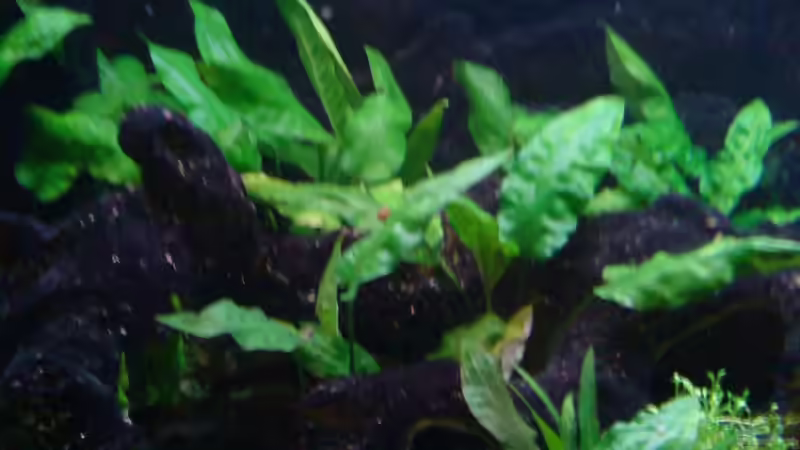 Pflanzen im Aquarium Becken 3483 von Sören Gebhardt (11)