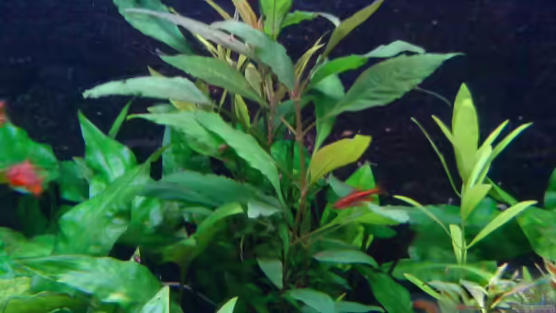 Pflanzen im Aquarium Becken 3483 von Sören Gebhardt (12)