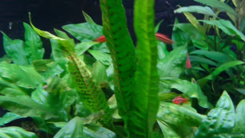 Pflanzen im Aquarium Becken 3483 von Sören Gebhardt (13)