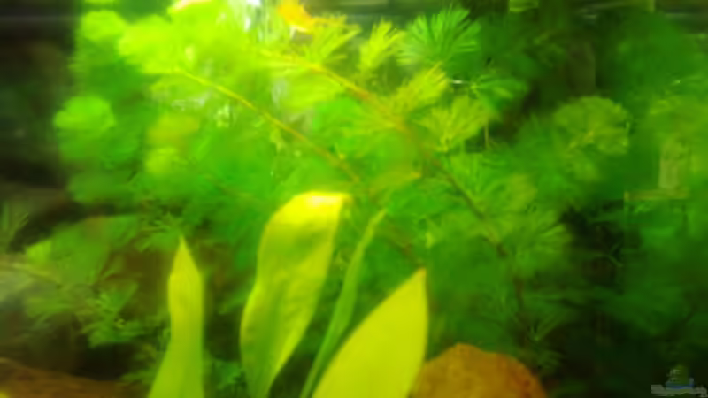 Pflanzen im Aquarium Becken 3495 von Tobias Peters (7)