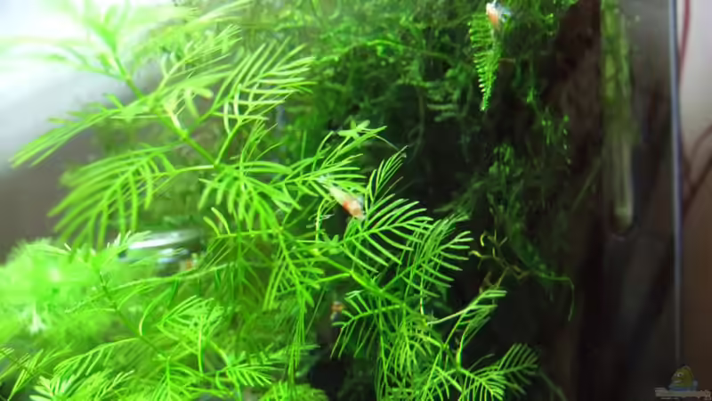 Pflanzen im Aquarium Becken 3497 von Dirk Tomhorst (5)