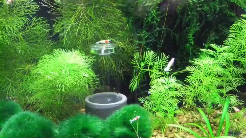 Pflanzen im Aquarium Becken 3497 von Dirk Tomhorst (6)