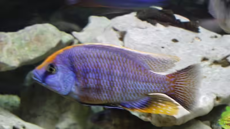 Pflanzen im Aquarium Becken 35 von Ribana Wolf-Sattler (4)