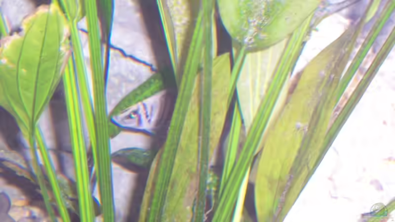 Pflanzen im Aquarium Becken 3500 von Stephan Ascher (11)