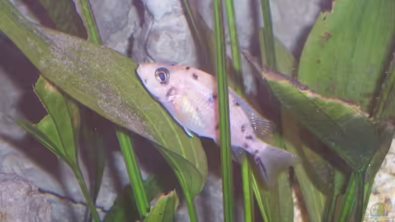 Pflanzen im Aquarium Becken 3500 von Stephan Ascher (13)