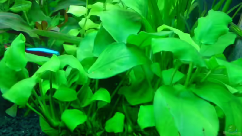 Pflanzen im Aquarium Becken 3510 von Oliver Kemna (5)