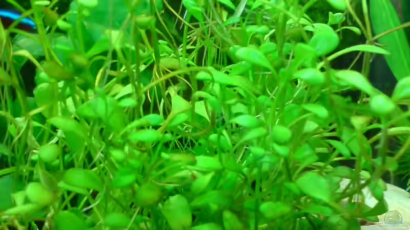 Pflanzen im Aquarium Becken 3510 von Oliver Kemna (6)