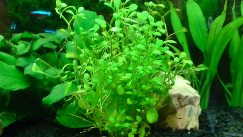 Pflanzen im Aquarium Becken 3510 von Oliver Kemna (8)