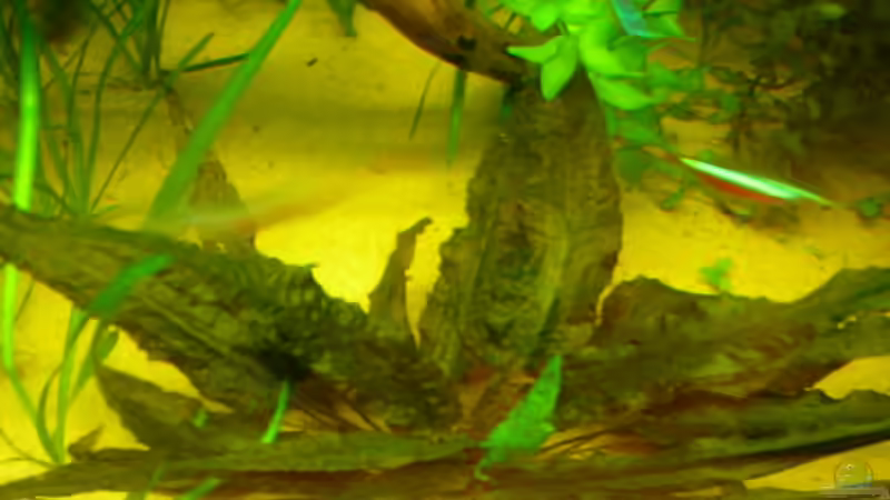 Pflanzen im Aquarium Becken 3526 von Burgherr (10)