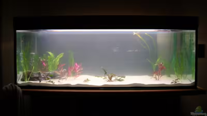 Pflanzen im Aquarium Becken 3526 von Burgherr (7)