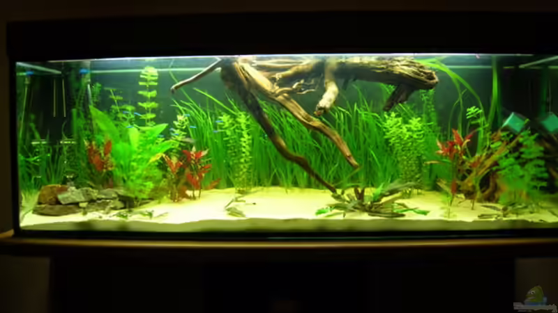 Pflanzen im Aquarium Becken 3526 von Burgherr (8)