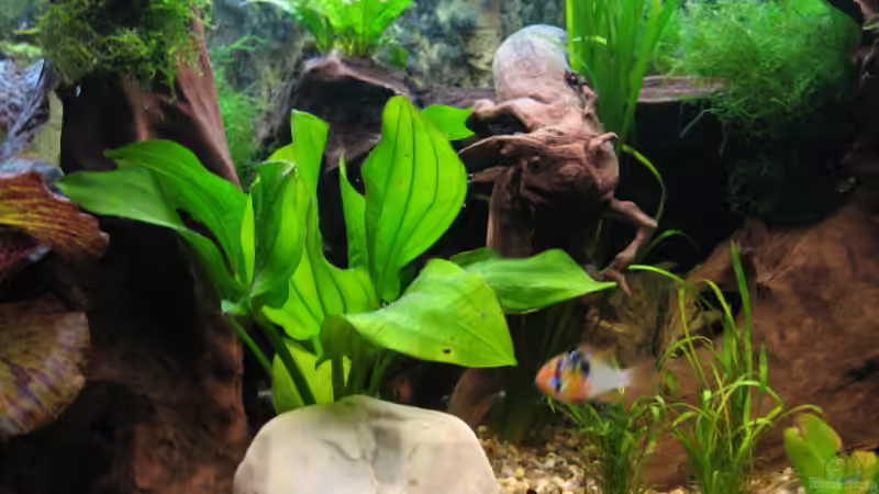 Pflanzen im Aquarium Becken 3583 von Dryade (2)