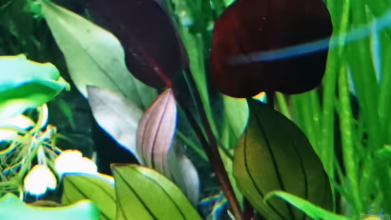 Pflanzen im Aquarium Becken 35946 von Helene (20)