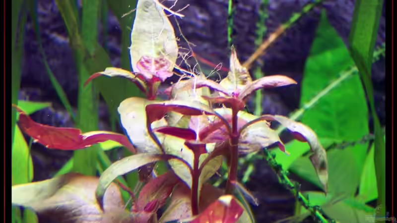 Pflanzen im Aquarium Becken 3601 von Michael Hofmann (10)