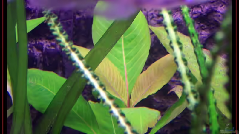 Pflanzen im Aquarium Becken 3601 von Michael Hofmann (6)