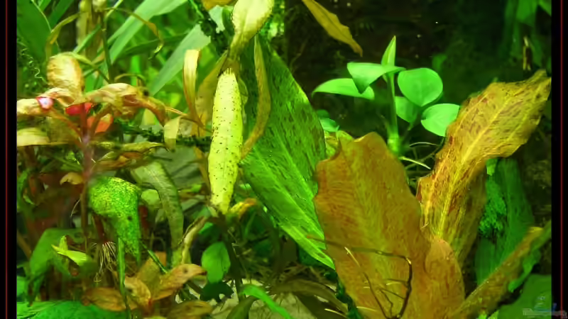 Pflanzen im Aquarium Becken 3601 von Michael Hofmann (7)