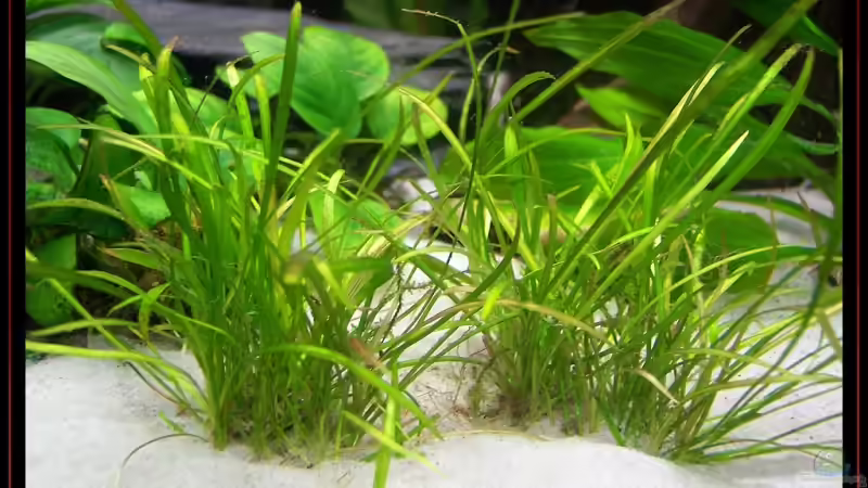 Pflanzen im Aquarium Becken 3601 von Michael Hofmann (9)