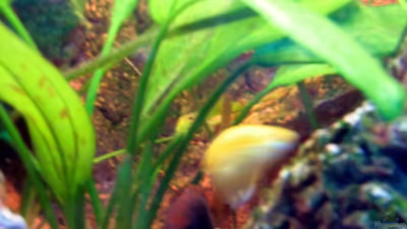 Pflanzen im Aquarium Becken 3607 von Dennis V12 (9)