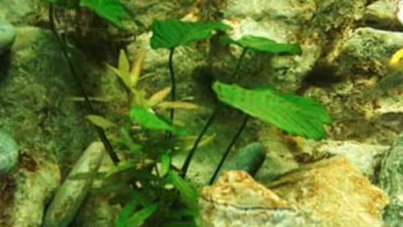 Pflanzen im Aquarium Becken 361 von Lutz Rall (2)