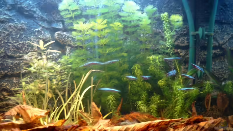 Pflanzen im Aquarium Becken 3622 von Hans-Peter Kröher (10)