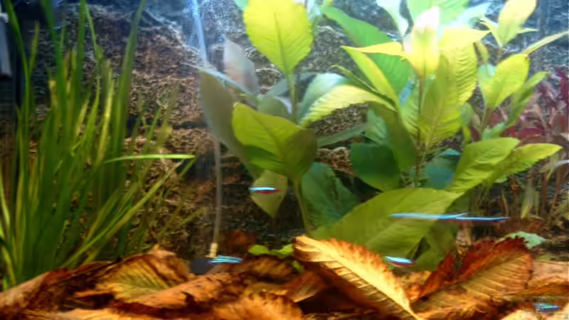 Pflanzen im Aquarium Becken 3622 von Hans-Peter Kröher (11)